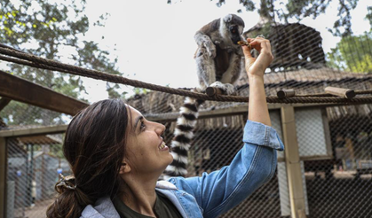 Antalya Doğal Yaşam Parkı’nda yavru lemur sevinci