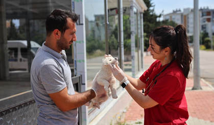 Büyükşehir’in hayvan ambulansı can dostların imdadına yetişiyor