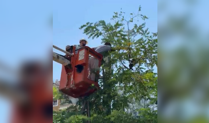 Antalya'da ağaçtan inemeyen kedi vinç yardımıyla kurtarıldı