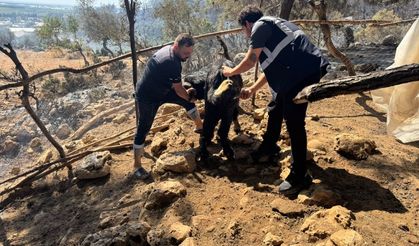 Antalya Büyükşehir Belediyesi veteriner ekipleri kırsalda hayvanların yanında