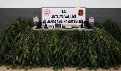Aksu’da yasadışı kenevir operasyonu