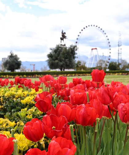 Baharın müjdecisi laleler Antalya sokaklarını renklendirdi