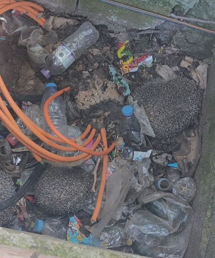 Rögarda kirpi, bacada serçe: İtfaiye seferber!