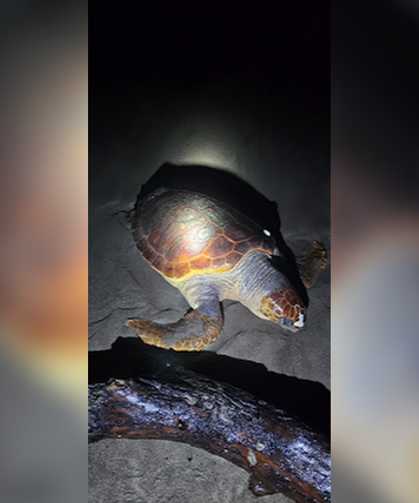 Antalya’da sahilde dev caretta caretta ölü bulundu!