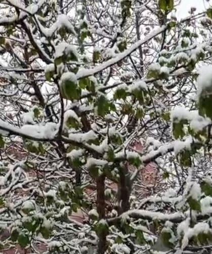 Mayıs ayında yağan kar, meyve bahçelerini beyaza bürüdü