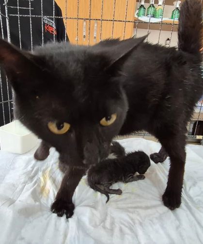 Havalandırma boşluğuna düşen kedi ve yavruları kurtarıldı