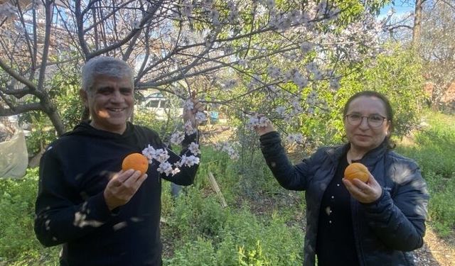Aksu'da badem ağaçları şubat ortasında çiçek açtı