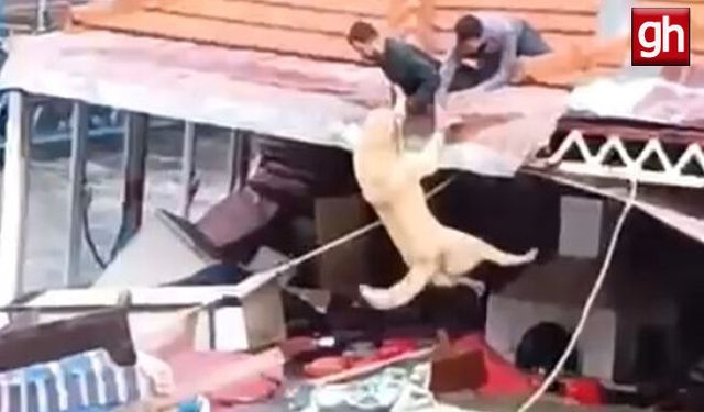 Sele kapılmaktan son anda kurtarıldı!