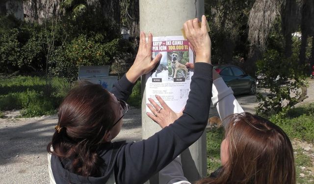 Canlı bulana 100 bin, ölü bulana 10 bin ödül!