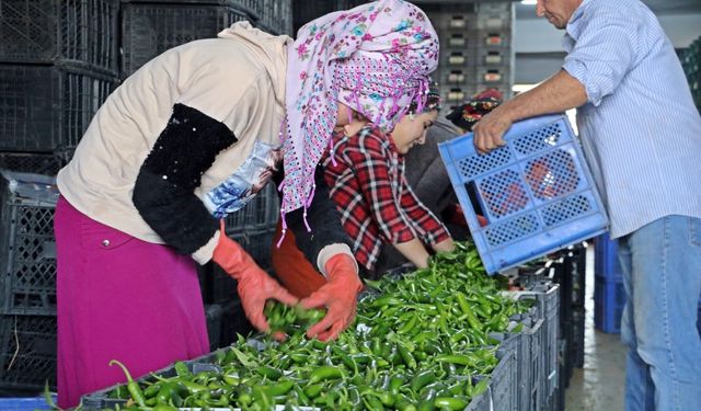 Antalya'da Şubat ayında meyve işlem miktar endeksi yüzde 21,34 azaldı