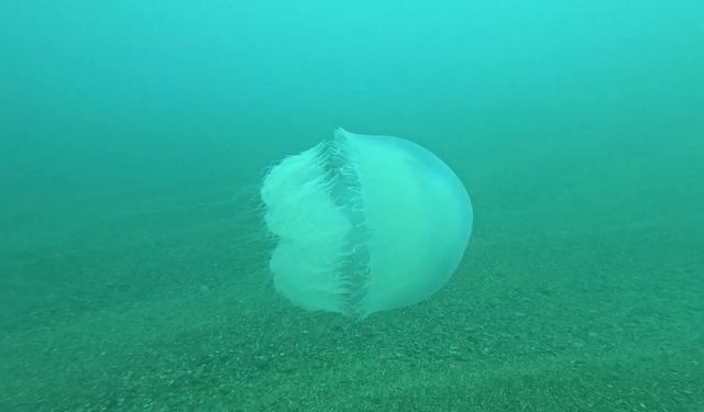 Poyraz, Akdeniz'deki en büyük denizanası türünü Antalya Körfezi'ne soktu