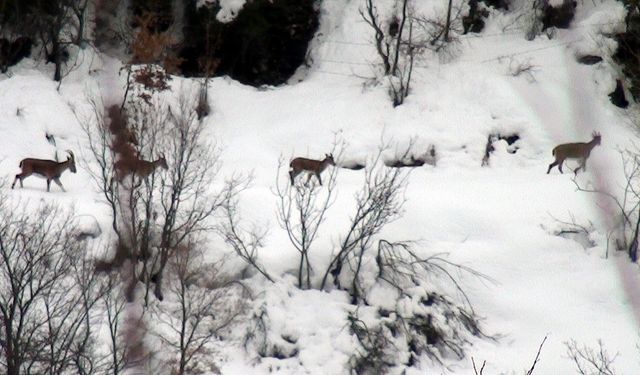 Zirveler karla kaplanınca yaban keçileri yerleşim alanlarına indi