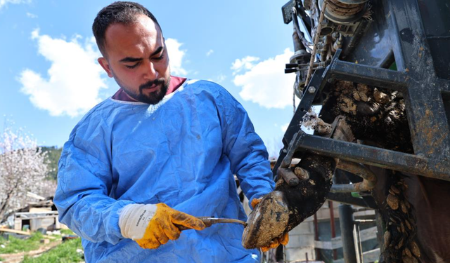Gündoğmuşlu üreticilerin büyükbaş hayvanlarına destek
