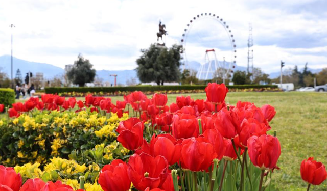 Baharın müjdecisi laleler Antalya sokaklarını renklendirdi