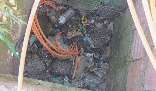 Rögarda kirpi, bacada serçe: İtfaiye seferber!