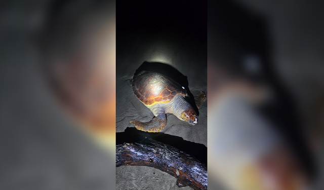 Antalya’da sahilde dev caretta caretta ölü bulundu!