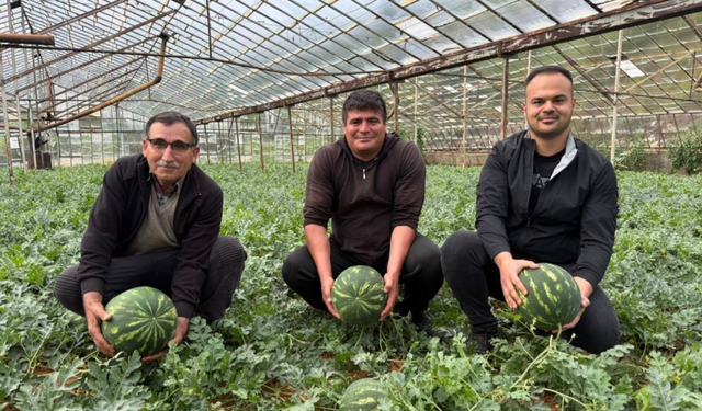 Antalya'da kış karpuzu hasadı için geri sayım başladı!
