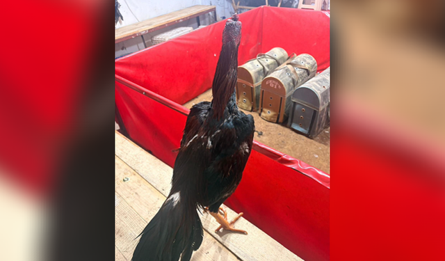 Alanya’da horoz dövüşüne dev ceza!