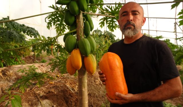 Tropikal papaya meyvesinde hasat heyecanı