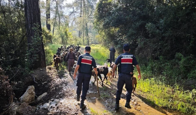 Antalya’da sürüden ayrılıp kaybolan 41 keçi jandarma tarafından bulundu