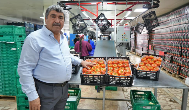 Domateste üretim planlaması fiyat dengesinin anahtarı