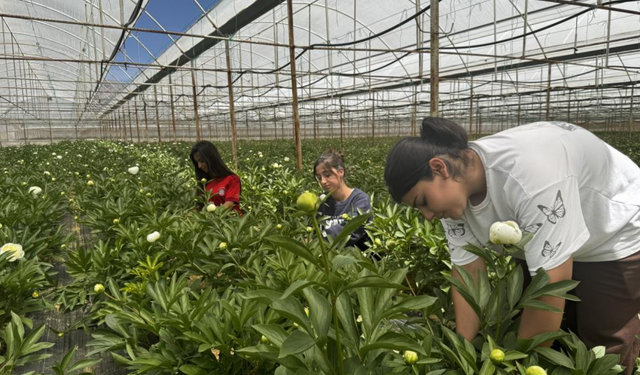 Tanesi toptancıya 150 TL'den satılıyor, Türkiye'nin 81 iline gönderiliyor