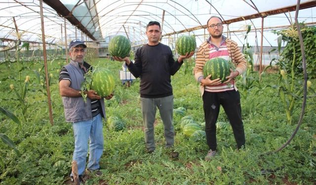 Çekirdek karpuzun hasadı başladı