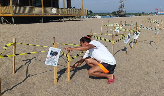 Manavgat'ta caretta caretta yavrularına koruma nöbeti
