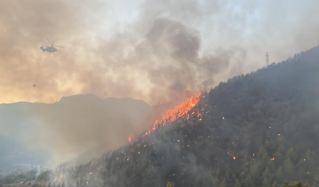 Alanya'daki yangına 95 araç ve 320 personelle müdehale ediliyor