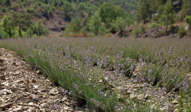 Alanya Belediyesi’nin lavanta bahçesinde ilk hasat yapıldı