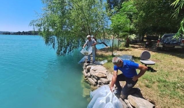 Manavgat’ta 400 bin balık yavrusu doğayla buluştu