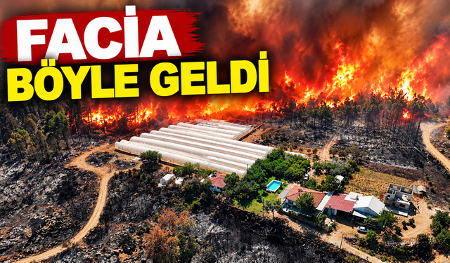 Aksu'da yemyeşil orman alanı 15 dakika içinde alev topuna dönüp seralara ve evlerin kapılarına dayandı