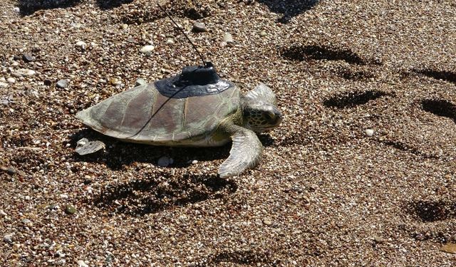 Uydu cihazı takılan yeşil deniz kaplumbağası Hanzala denize uğurlandı