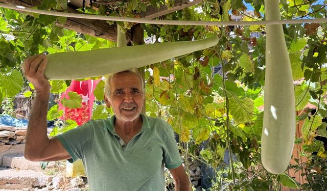 Antalya'da 96 santimetrelik su kabağı şaşkınlığı: Deneme amaçlı ekti, boyu 1 metreye dayandı