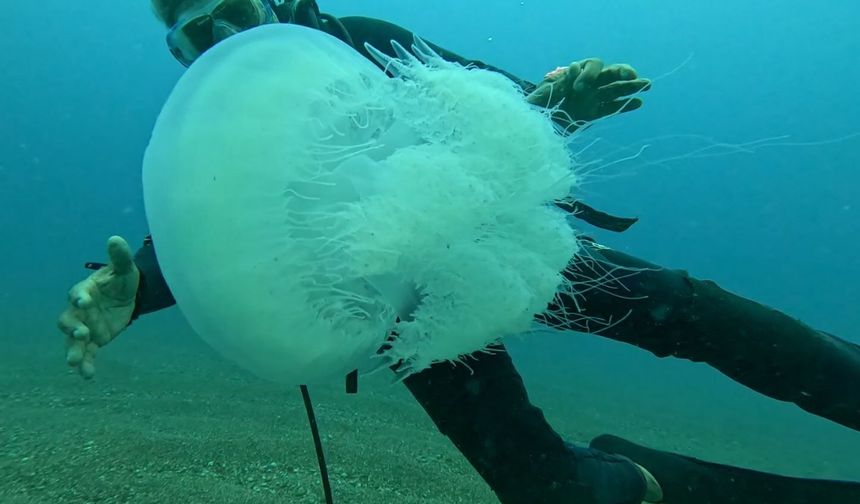 Antalya Körfezi'nde 5 metrekareye bir denizanası düşüyor