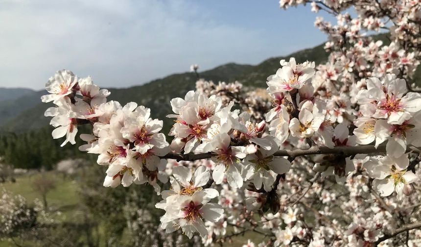 Antalya'da badem ağaçları çiçek açtı