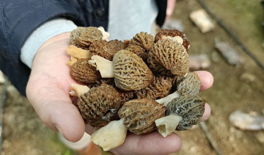 Zor yetişen kuzugöbeği seraya indi!