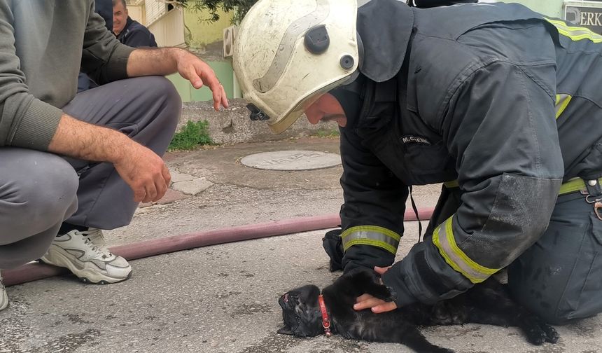 İtfaiye erinin dokunuşu kediyi hayata döndürdü!