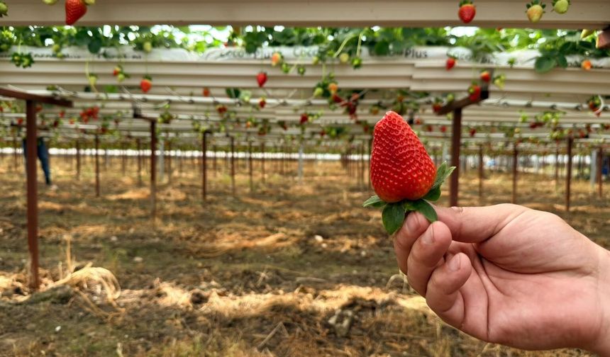 Antalya'da topraksız tarım ile üretilen çilekler dünya pazarına açıldı