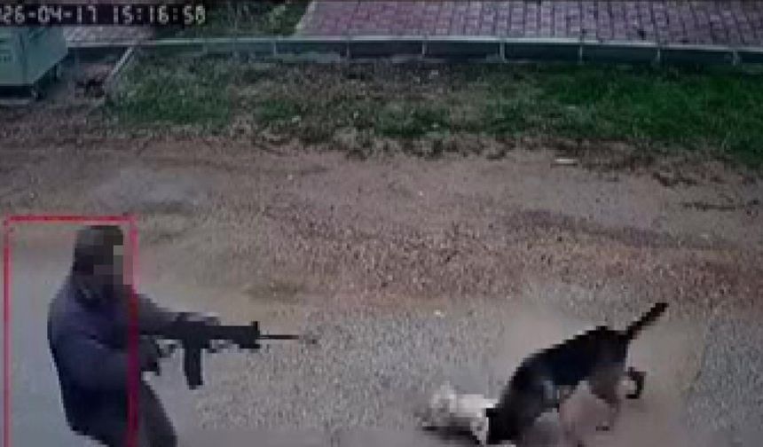 Kavga eden sokak köpeklerine tüfekle ateş edip bir köpeği öldürdü