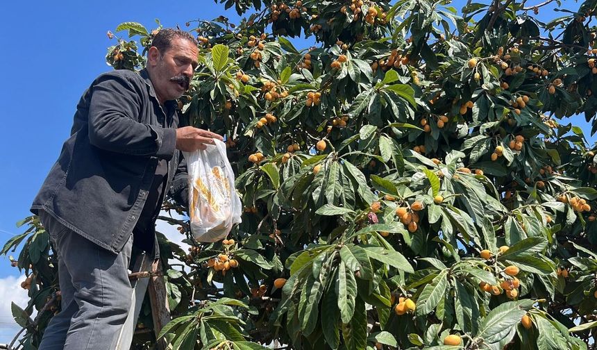Talep azalınca bedava dağıttı, poşetini alan bahçeye koştu