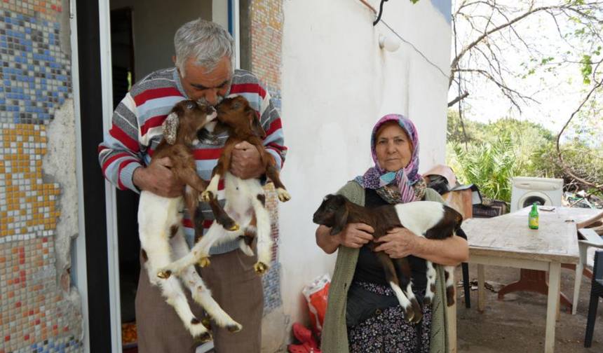 Keçileriyle ömür geçirdiler, şikayetle yıkıldılar!