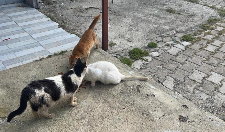 Kötü koşullarda tutulan hayvanlar gençlerin tepkisiyle kurtarıldı!