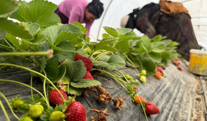 Tarla ile market rafları arasındaki farka üretici bile inanamıyor!