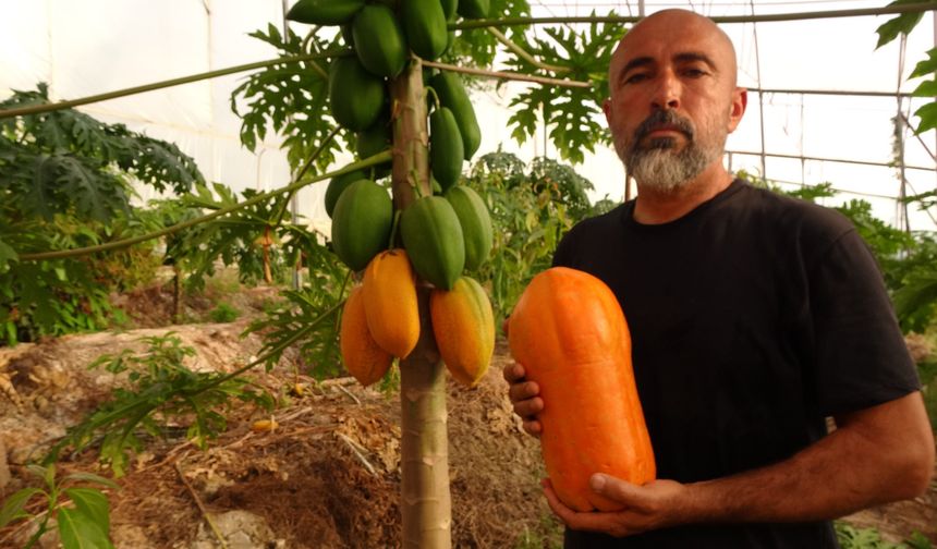 Tropikal papaya meyvesinde hasat heyecanı