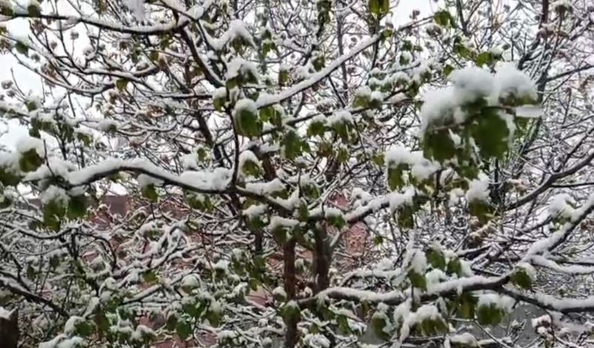 Mayıs ayında yağan kar, meyve bahçelerini beyaza bürüdü