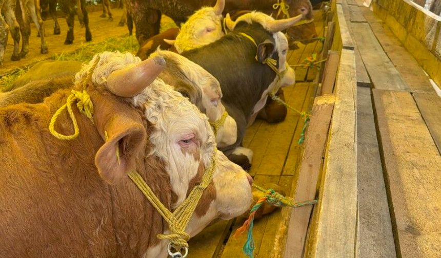 Kurban Bayramı’na sayılı günler kala hayvan pazarları kurulmaya başladı