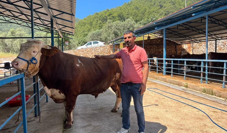 Alanya’da dev kurbanlığa dudak uçuklatan fiyat!