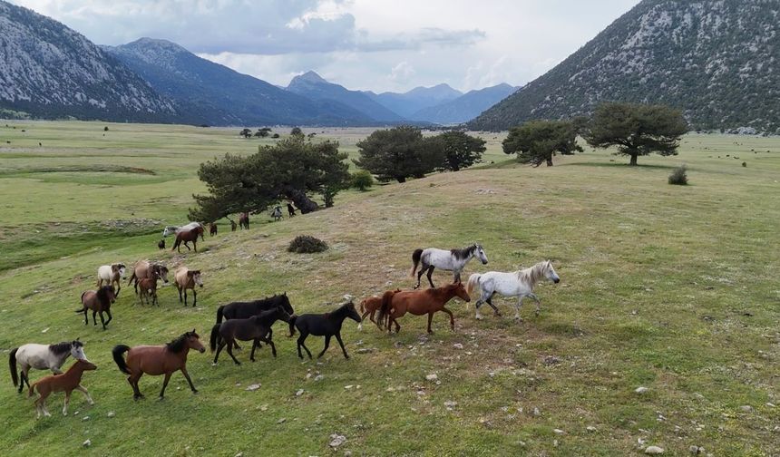 Kökenleri Osmanlı Süvari atlarına dayanan Toroslar'ın özgür ruhları yılkı atları