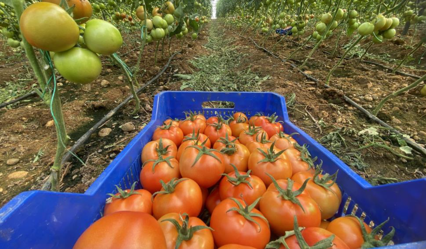 Antalya hallerinde Nisan ayında domatesin miktarı azaldı, fiyatı arttı